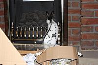 IMG 2478